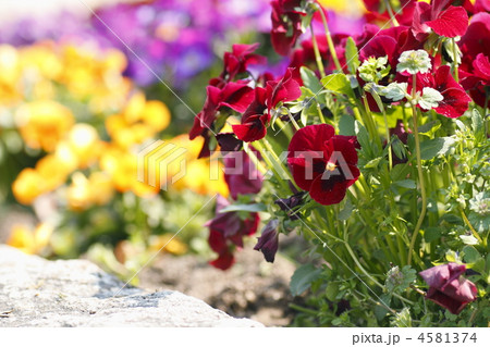 パンジー ビオラ 花畑の写真素材