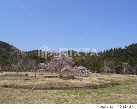 京都平安郷　観桜会 4581437
