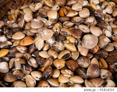 市場のハマグリ 市場のハマグリ 4581634