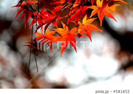 もみじ② 4581652
