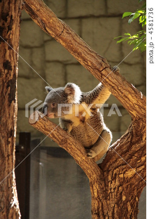 横顔コアラ 横顔コアラ 4581736