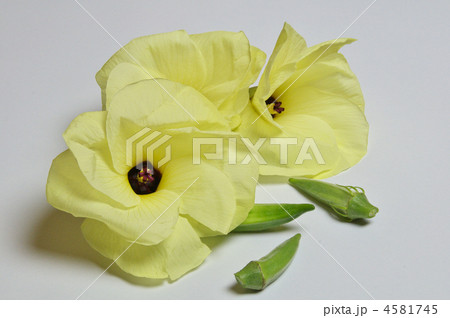 オクラの花 オクラの花 4581745