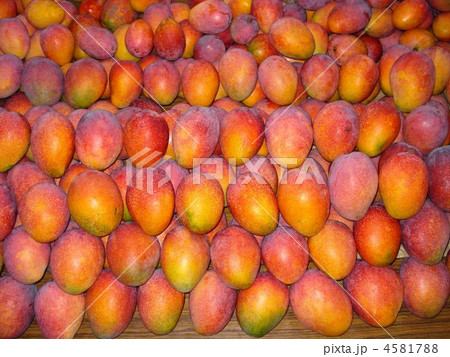 マンゴーがずらり！ 4581788