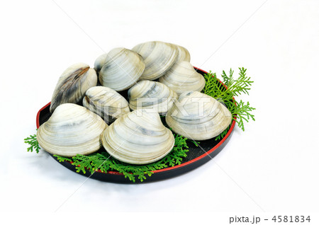 ホンビノス貝 4581834