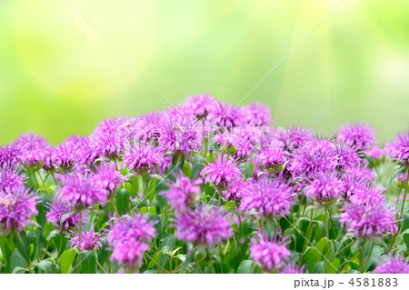 Monarda flowers on green background 4581883