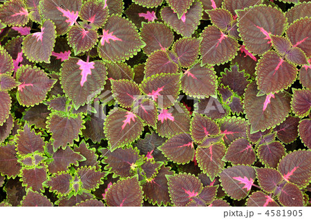 Leaves background 4581905