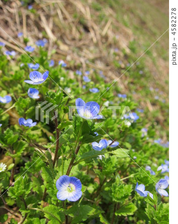 春のおとずれ 4582278