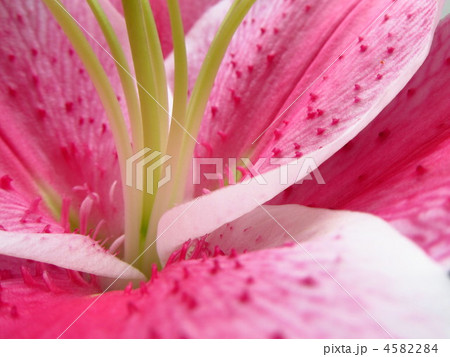 ゆりの花びらのアップ 4582284