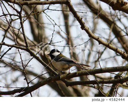 シジュウカラ 4582444