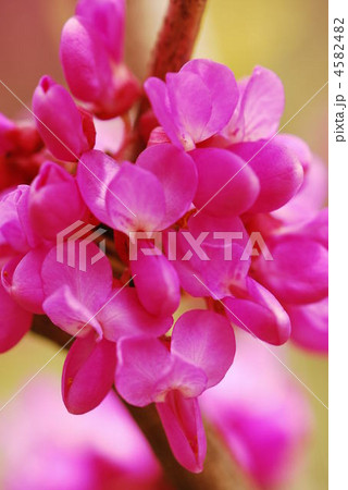 花蘇芳　ハナズオウ 4582482