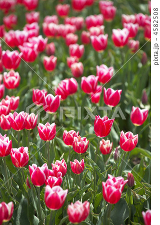〈島根県〉鮮やかな伯太の赤白二色チューリップの花 4582508