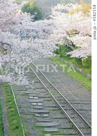 桜のインクライン 4582558