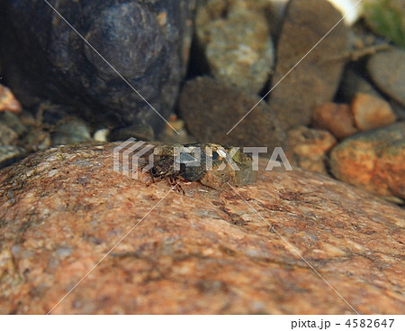 ニンギョウトビゲラの幼虫の写真素材