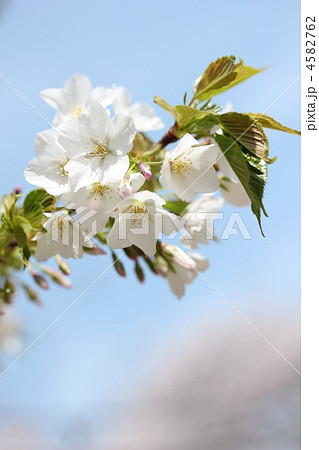 山桜 山桜 4582762