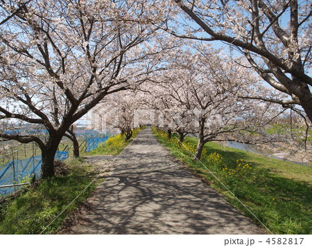 桜のトンネル 4582817