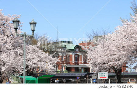 桜満開の深谷駅 4582840