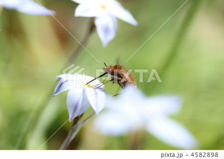ハナニラ × 虫 4582898