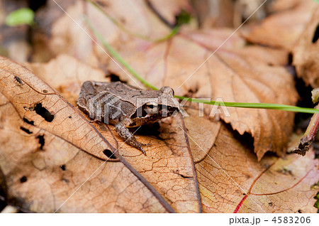 タゴガエル 4583206