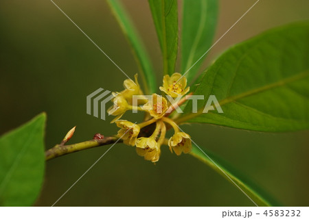 クロモジ 4583232