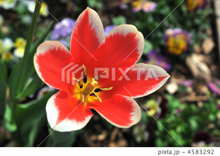 春に咲く赤い花の写真素材