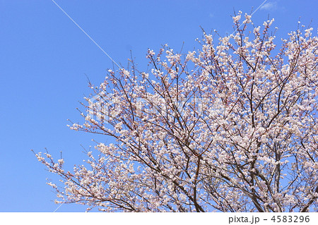 桜と青空 4583296