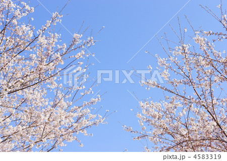 桜と青空 4583319