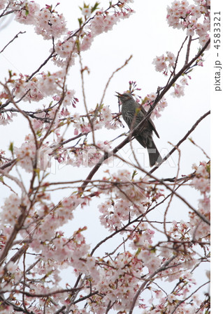 桜とヒヨドリ 4583321