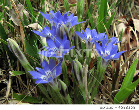 ハルリンドウの花 4583358