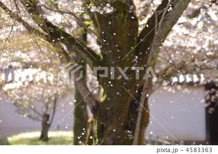 桜吹雪 4583363