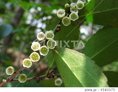 ヒサカキの花 ヒサカキの花 4583375