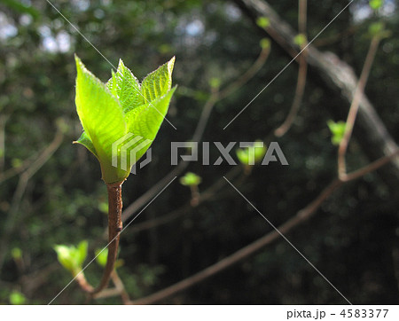 リョウブ若葉の輝き 4583377