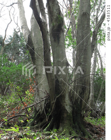 イヌブナの株立ち イヌブナの株立ち 4583511