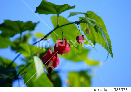 浮釣木　別名チロリアンランプ　冬なのに咲いています。 4583573