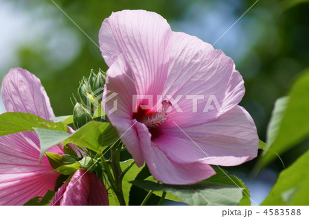 芙蓉　薄紅色の大輪です。 4583588