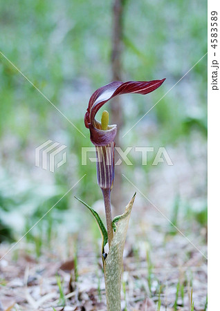 紫蝮草 まむしぐさ 別名がたくさんあります。 紫蝮草 まむしぐさ 別名がたくさんあります。 4583589