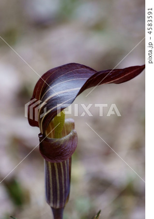 紫蝮草　まむしぐさ　別名がたくさんあります。 4583591