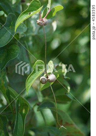 山芋の零余子(むかご) 4583595