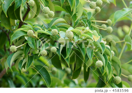 山法師の若い実 4583596