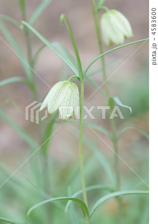 編笠百合　貝母（ばいも）と呼ばれることが多いです。 4583600