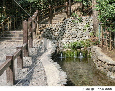 お鷹の道 真姿の池湧水群 2 お鷹の道 真姿の池湧水群 2 4583666