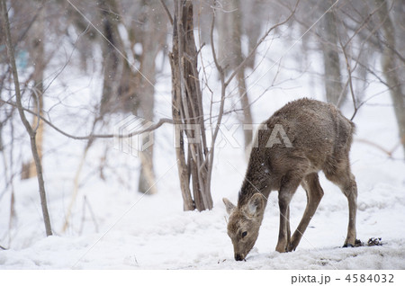 エゾシカ 4584032