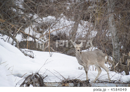 エゾシカ 4584049