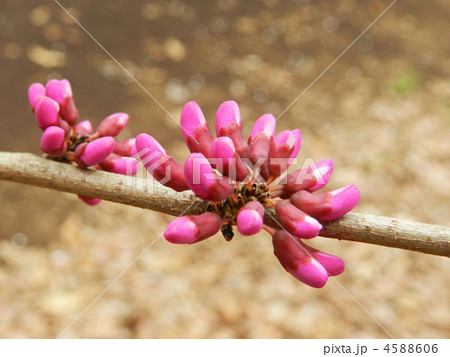 ハナズオウの蕾 ハナズオウの蕾 4588606