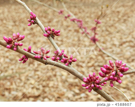 ハナズオウの蕾 ハナズオウの蕾 4588607