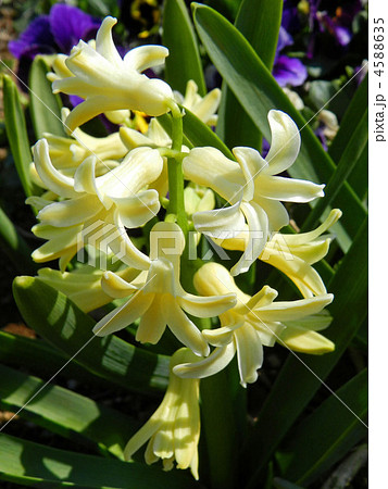 ヒヤシンス 4588635