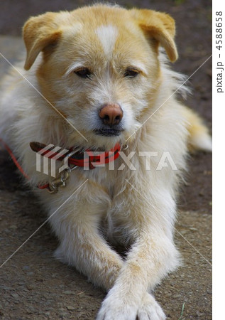 額に白いハート模様のある犬の写真素材