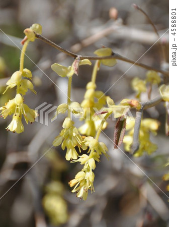 土佐水木の花 土佐水木の花 4588801