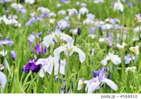 江戸菖蒲 4588810