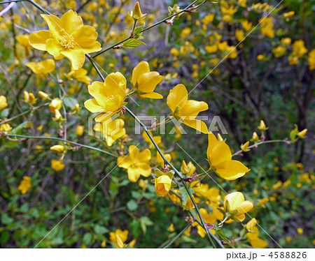 ヤマブキ ヤマブキ 4588826
