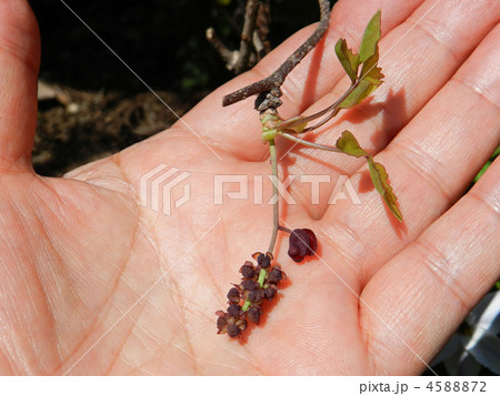 ミツバアケビ ミツバアケビ 4588872